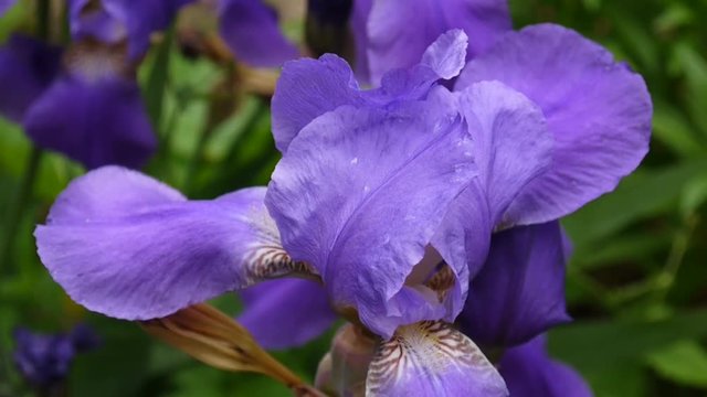 Blue irises closeup moving on the wind. Video footage HD static camera.