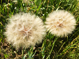 Large dandelions in the grass.