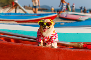 Chihuahua dog wear shirt and sunglasses on kayak in the beach.