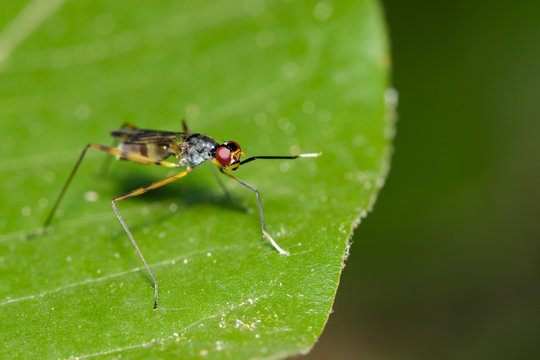 Image of stilt-legged fly(Micropezidae) on green leaves. Insect Animal