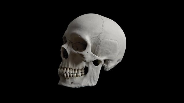 Human Skull Rotating Loop