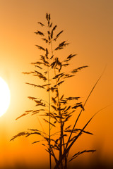 Plant on the background of a golden sunset