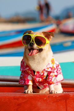 Chihuahua dog wear shirt and sunglasses on kayak in the beach.
