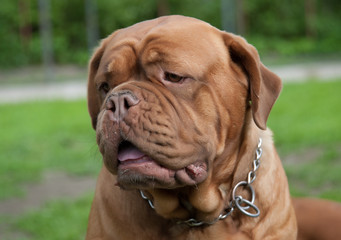 portrait Dogue de Bordeaux