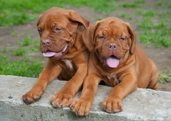 Obraz premium two puppies Dogue de Bordeaux