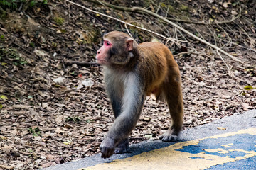 Fototapeta premium Monkey walking (Hong Kong)