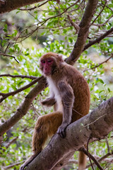 Monkey sitting on the tree (Hong Kong)