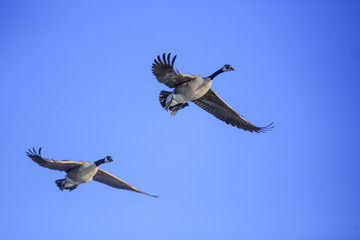 Fliegende Gänse 02