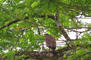Crested Serpent Eagle (Spilornis cheela) in Borneo, Malaysia - ミナミカンムリワシ
