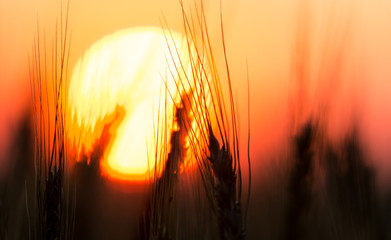 Ears of wheat on the background of a golden sunset