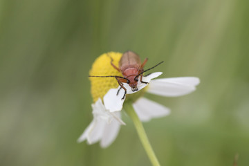 Naklejka premium common red soldier beetle