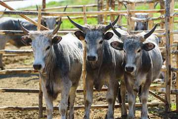 Tuscan Maremma cows and gigantic horns. © Jarek Pawlak