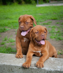 two puppies Dogue de Bordeaux