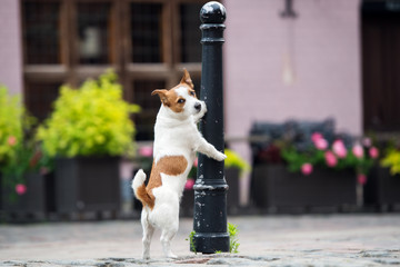 adorable jack russell terrier dog posing outdoors