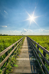 Wooden pavement in Narew National Park