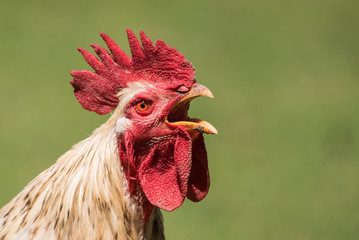 Krähender Hahn © Thomas