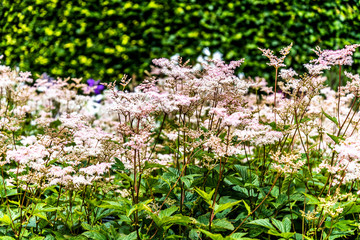 Royal Botanic Garden Edinburgh