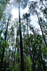 Korony drzew na tle nieba. © W Korczewski