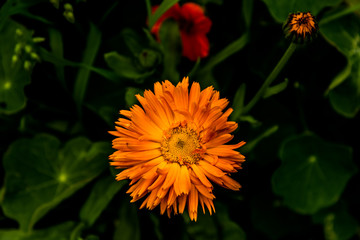 Orange flower