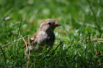 moineau dans l'herbe