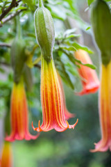 Red Angel's Trumpet flower and plant (Brugmansia sanguinea)