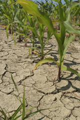 Young, green corn which is growing on the cracked foeld