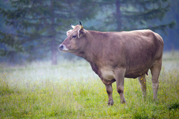 eine gesunde, kräftige Kuh steht im Morgendunst auf einer Wiese