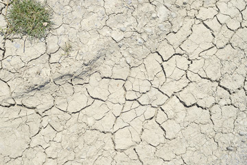 arid soil with grass plant