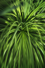 Tropical greenery nature background, green agave leave, blurred, vertical