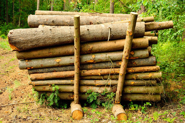 Drewno po wyrębie gotowe do wywiezienia. © W Korczewski