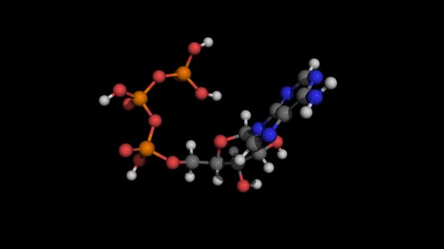 Adenosine Triphospate ball and stick molecule model rotating. ATP transports chemical energy within cells for metabolism