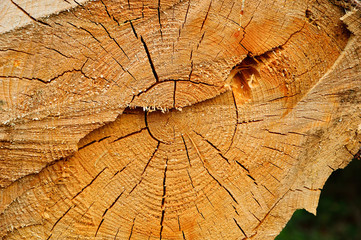 Drewno po wyrębie gotowe do wywiezienia. © W Korczewski