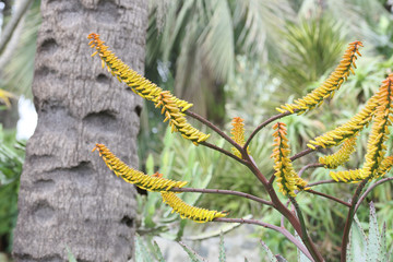 detail of aloe flower