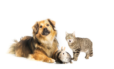Dog, cat and rabbit in studio with white background