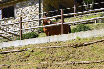 very nice view of a horse