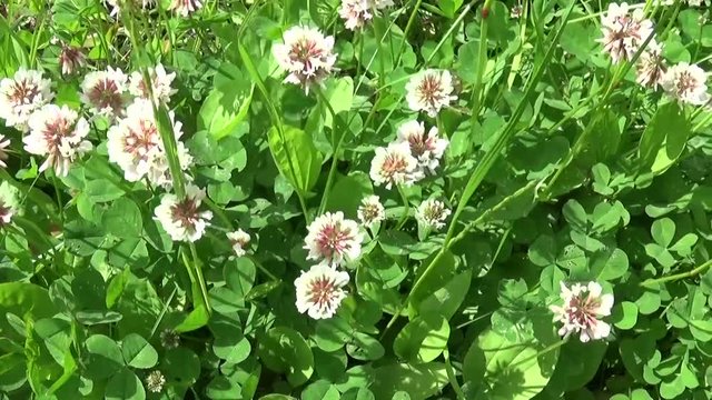 White clover flover in the field. HD video footage motion camera shooting HD video. Panorama.