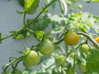 Frische Tomaten am Strauch
