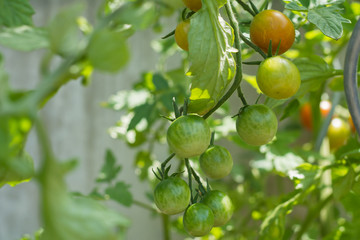 Cherry Tomaten am Strauch im Garten in grün und rot