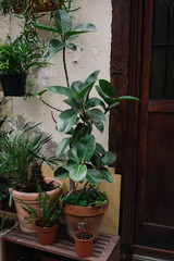 Front close up view on old house with a lot of plants in pots on facade and rustic brown wooden door.