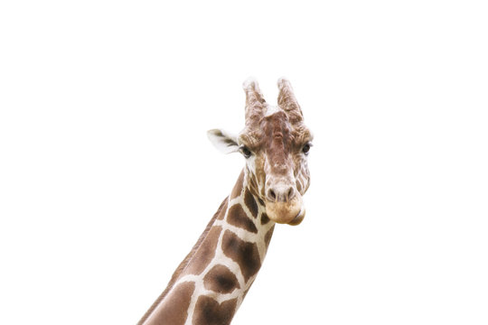 Giraffe head on a white background isolated