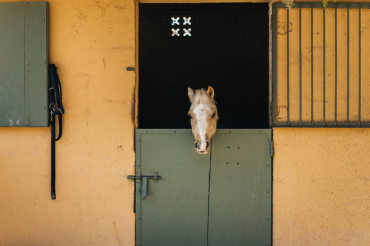 Beige and white pony looks throw window of stable with green door and yellow wall on ranch