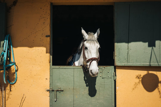 White Horse Looks Throw Window Of Stable With Green Door And Yellow Wall On Ranch