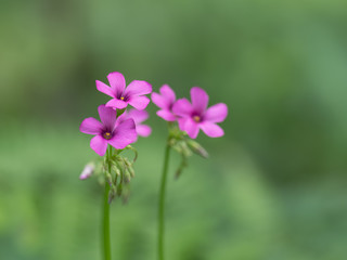 初夏の原のイモカタバミ
