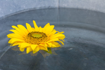 Sonnenblume schwimmt im Wasser