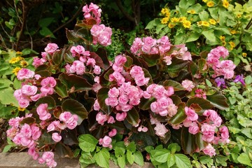 初夏のガーデン