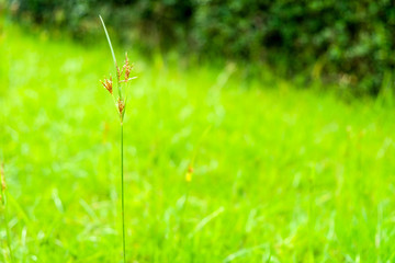 Small grass flower with blur grass green background