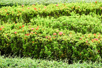 Green bush with small red flowers background
