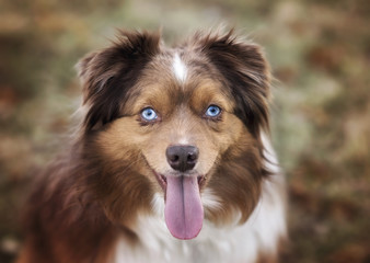 Red Merle Aussie