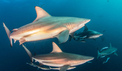Blacktip Shark