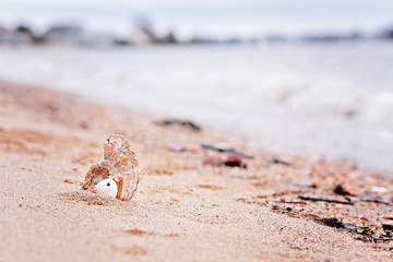 Seashell